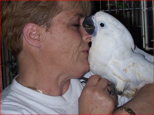 aves que criamos
