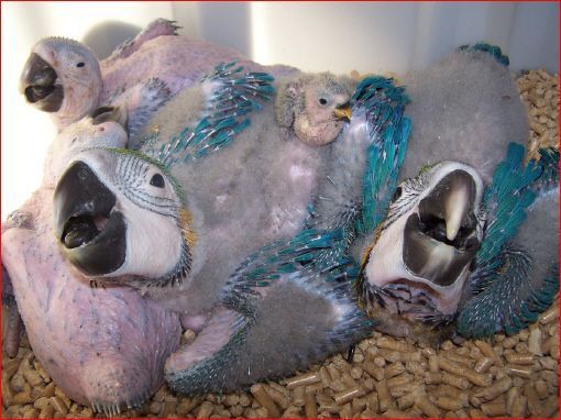 aves que criamos