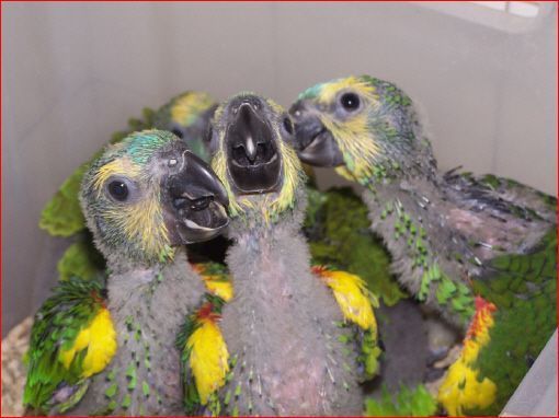 aves que criamos