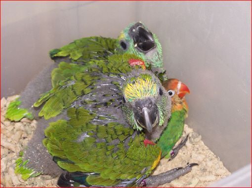 aves que criamos