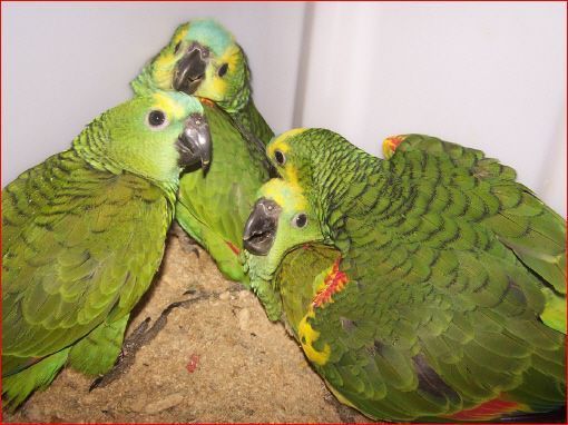 aves que criamos