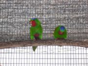 VINI AUSTRALIS