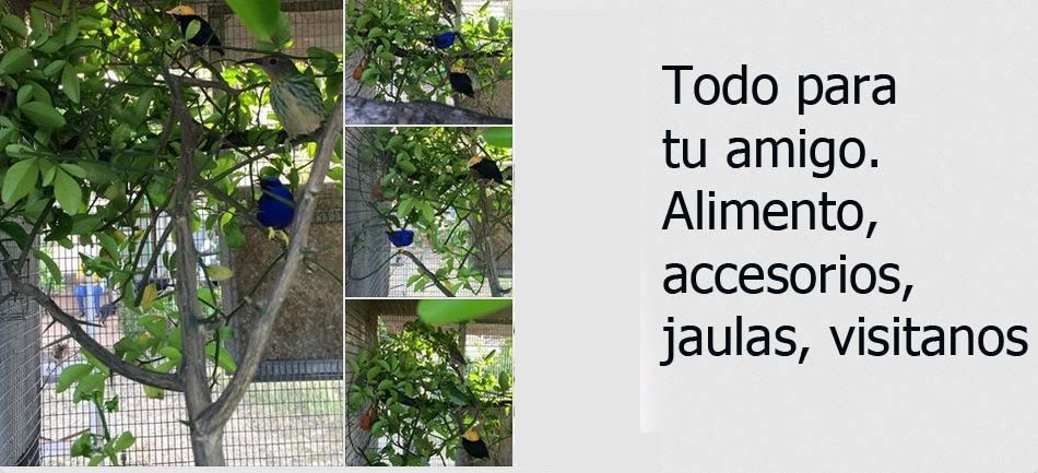 Venta Loros